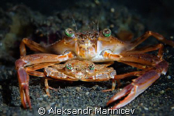 Just Married...
Pair of crabs in Lembeh strait, Indonesia by Aleksandr Marinicev 